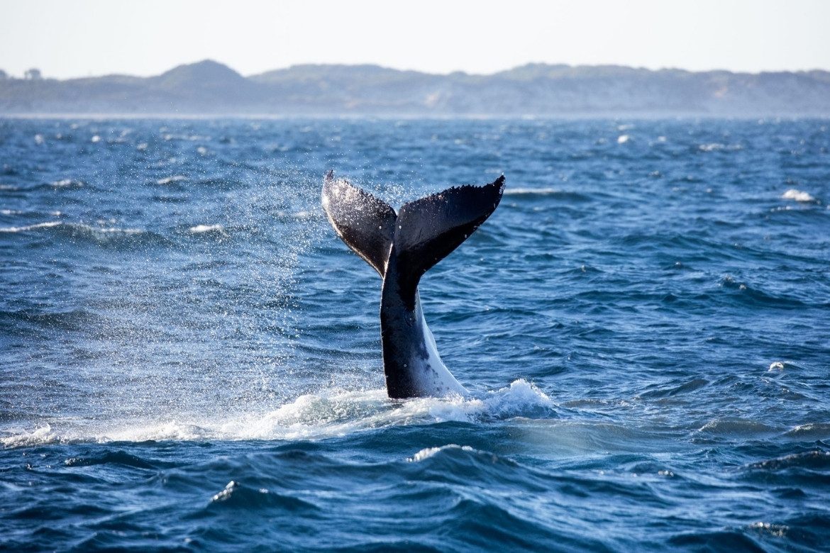 Image: Cait Miers Destination wedding in the south west: tons of whale watching fun