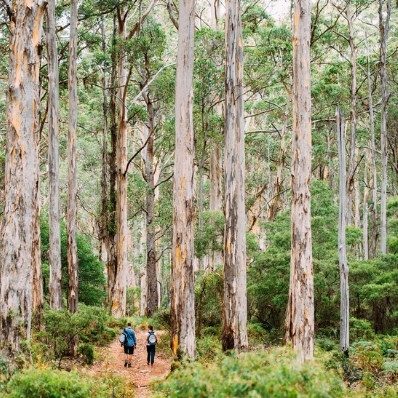 Down South destination wedding: hiking native forests